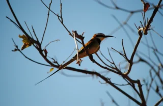 meru national par birdlife2 kenya yellow zebra safaris
