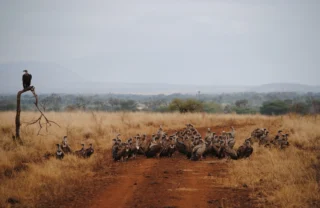 meru national par birdlife3 kenya yellow zebra safaris