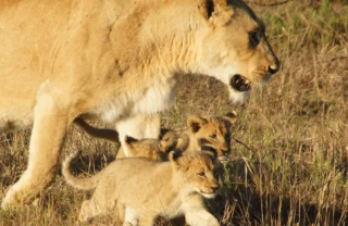 david moura do carmo wildlife phinda vlei2