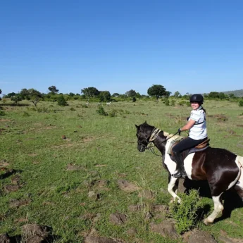 zebra horseback yellow zebra safaris