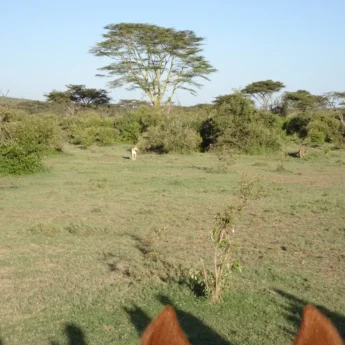 lion horseback yellow zebra safaris