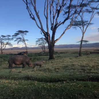 rhinokenya green season yellow zebra safaris