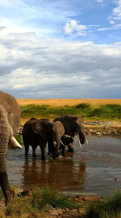 Elephant safaris in Meru National Park, Kenya