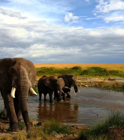 Elephant safaris in Meru National Park, Kenya