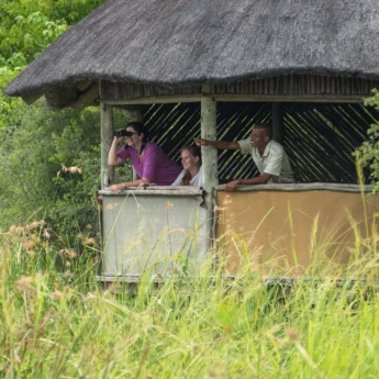 photography hide kings pool botswana yellow zebra safaris