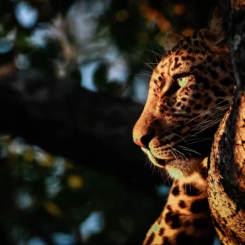 Leopard3