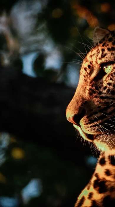 Leopard3