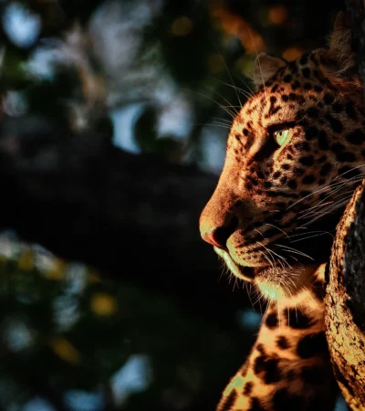 Leopard3
