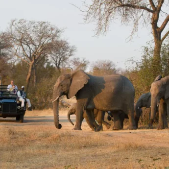 elephants Londolozi Varty Sabi Sands Yellow Zebra Safaris