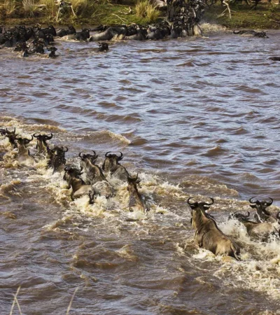 Great Wildebeest Migration in Kenya with Yellow Zebra