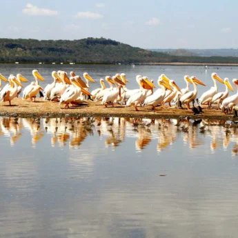 Pelicans in Kenya with Yellow Zebra