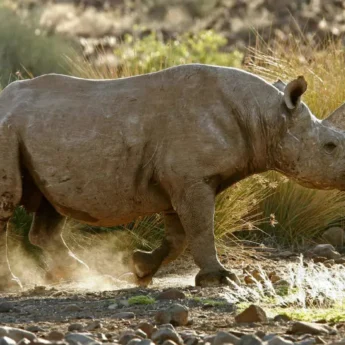 Damaraland rhino3