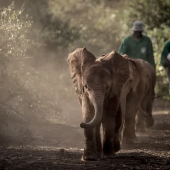 Baby Elephants, David Sheldrick Trust, Kenya