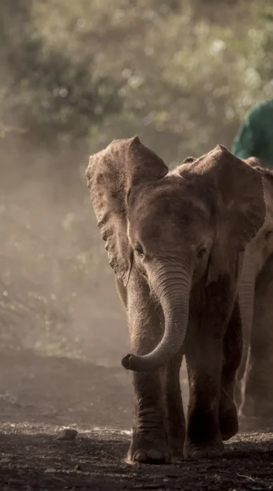 Baby Elephants, David Sheldrick Trust, Kenya