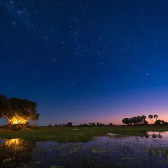 Starbed, Tubu Tree, Okavango Delta, Botswana
