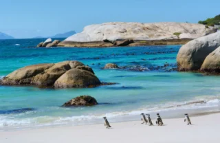 Penguins, Boulders Beach, Cape Town, South Africa