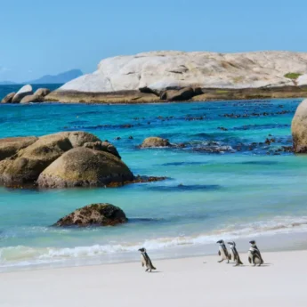 Penguins, Boulders Beach, Cape Town, South Africa