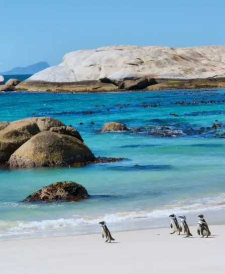 Penguins, Boulders Beach, Cape Town, South Africa