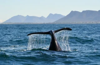 whale, hermanus, ultimate south africa family safari