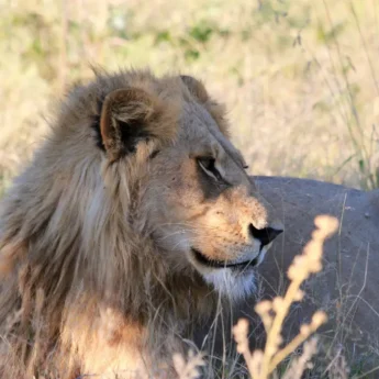 Lion, Kwara Camp, Okavango Delta, Botswana