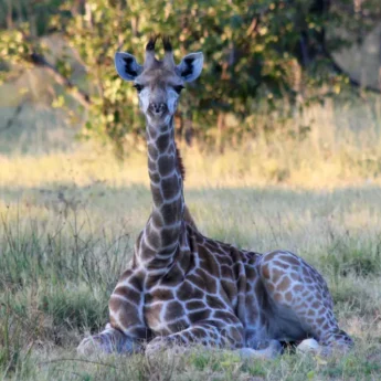 Baby Giraffe, Kwara Camp, Okavango Delta, Botswana