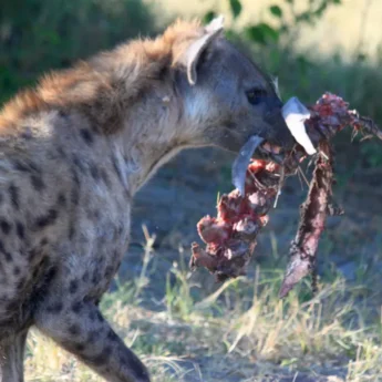 Hyenas, Kwara Camp, Okavango Delta, Botswana