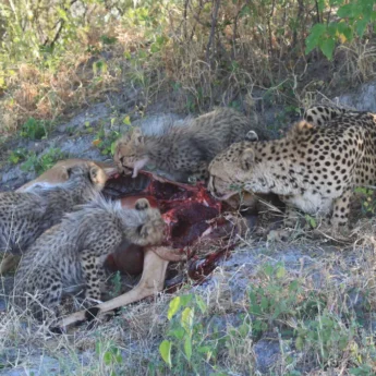 Cheetah family, Kwara Camp, Okavango Delta, Botswana