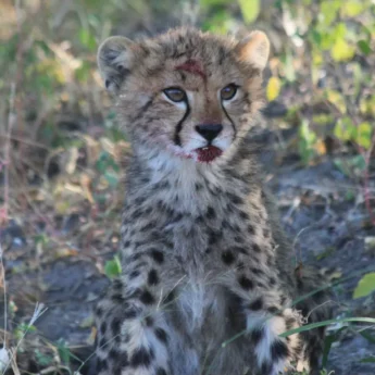 Cheetah Cub, Kwara Camp, Okavango Delta, Botswana