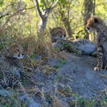 Cheetah Cubs, Kwara Camp, Okavango Delta, Botswana