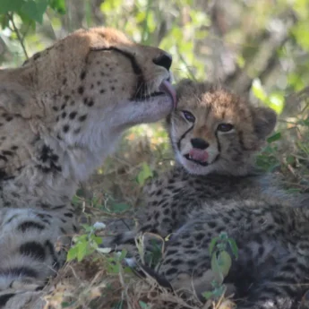 Cheetahs, Kwara Camp, Kwara Reserve, Okavango Delta, Botswana