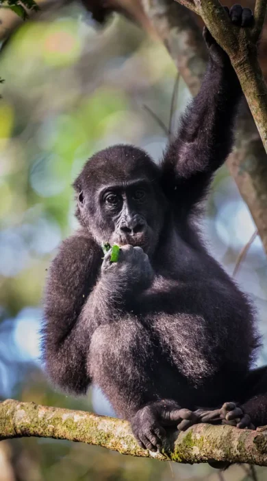 lowland gorilla odzala discovery camps congo yellow zebra safaris