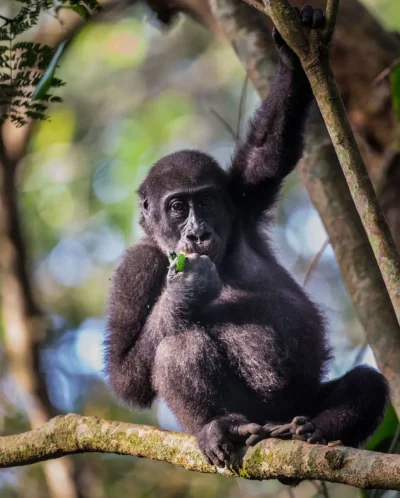 lowland gorilla odzala discovery camps congo yellow zebra safaris