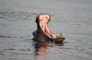 client zambezi river 3 zimbabwe yellow zebra safaris