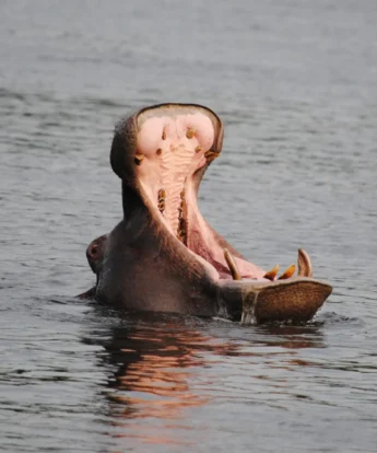 client zambezi river 3 zimbabwe yellow zebra safaris
