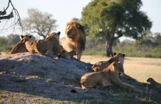 client somalisa expeditions 6 zimbabwe yellow zebra safaris
