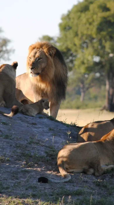 client somalisa expeditions 6 zimbabwe yellow zebra safaris