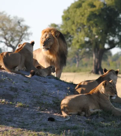 client somalisa expeditions 6 zimbabwe yellow zebra safaris