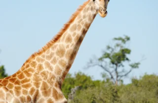 client somalisa expeditions 7 zimbabwe yellow zebra safaris