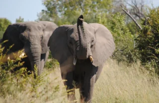 client somalisa expeditions 8 zimbabwe yellow zebra safaris