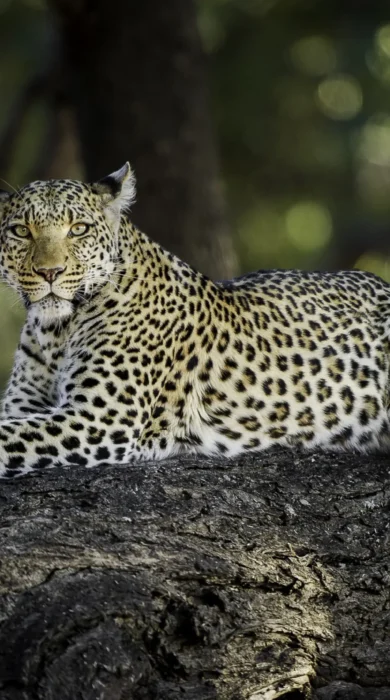 leopard big five mombo camp botswana yellow zebra safaris