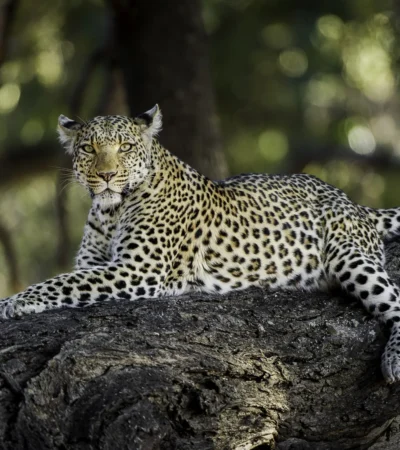 leopard big five mombo camp botswana yellow zebra safaris