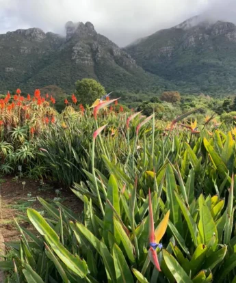 5Kirstenbosch south africa client review yellow zebra safaris