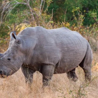 8WhiteRhino south africa client review yellow zebra safaris