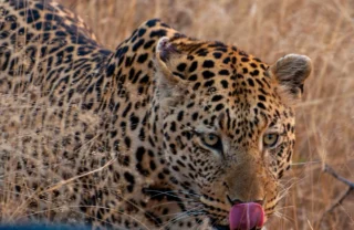 9LeopardNearTruck south africa client review yellow zebra safaris
