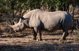 13BlackRhino south africa client review yellow zebra safaris