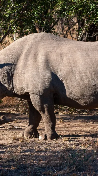 13BlackRhino south africa client review yellow zebra safaris