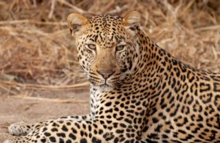 14KirkmansLeopard south africa client review yellow zebra safaris