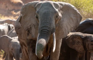 15NgalaElephantAtPool south africa client review yellow zebra safaris