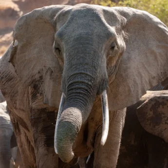 15NgalaElephantAtPool south africa client review yellow zebra safaris