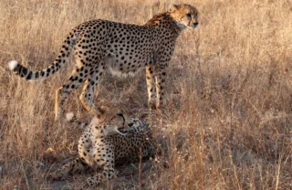 16NgalaCheetahs south africa client review yellow zebra safaris